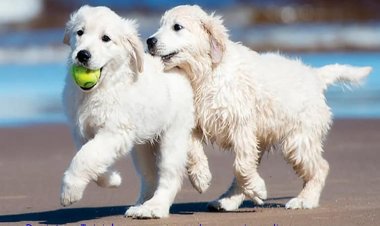 MAZARRÓN ACOGERÁ EL PRÓXIMO SÁBADO 4 DE JUNIO LA X EDICIÓN DEL CONCURSO NACIONAL CANINO