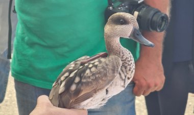 MEDIO AMBIENTE. MAZARRÓN ACOGE LA PRIMERA SUELTA DE 20 CERCETAS PARDILLAS PARA SALVARLAS DE LA EXTINCIÓN