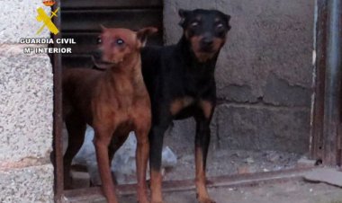 La Guardia Civil investiga a una persona por golpear a su perro, de raza pequeña, en plena calle en Mazarrón, entre otras.