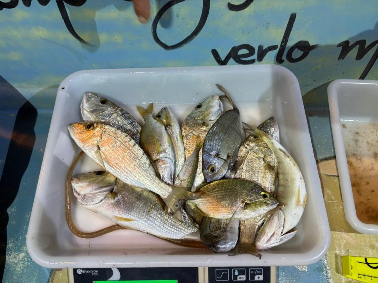 El pasado sábado se celebró en agua de la playa de Bolnuevo en horario de 21h a 02h, el quinto social de la temporada 2025 del Club de Pesca Puerto de  Mazarron.