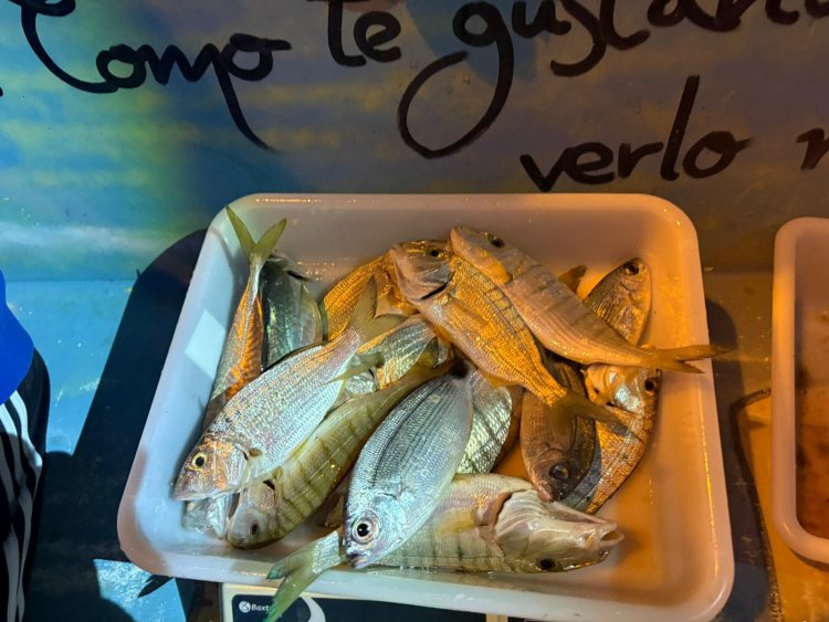 El pasado sábado se celebró en agua de la playa de Bolnuevo en horario de 21h a 02h, el quinto social de la temporada 2025 del Club de Pesca Puerto de  Mazarron.