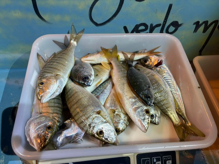 El pasado sábado se celebró en agua de la playa de Bolnuevo en horario de 21h a 02h, el quinto social de la temporada 2025 del Club de Pesca Puerto de  Mazarron.