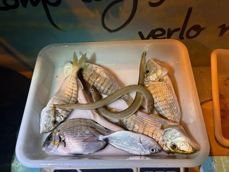 El pasado sábado se celebró en agua de la playa de Bolnuevo en horario de 21h a 02h, el quinto social de la temporada 2025 del Club de Pesca Puerto de  Mazarron.