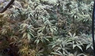 La Guardia Civil desmantela un invernadero indoor con 157 plantas de cannabis en una vivienda de Puerto de Mazarrón