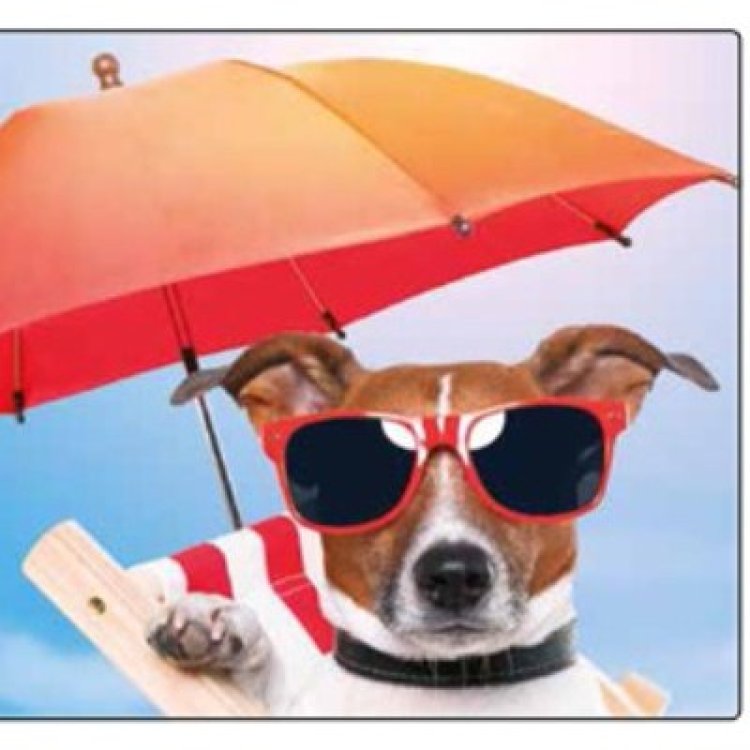 Playas para mascotas en Mazarrón