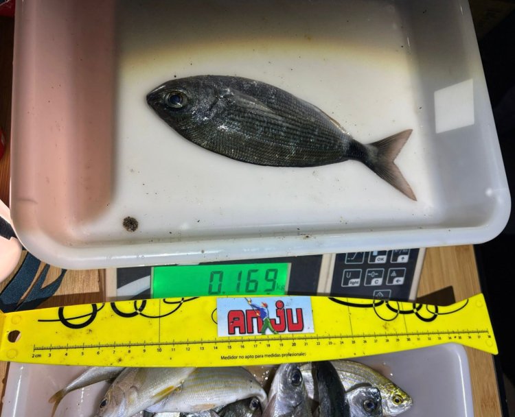 Se celebra el sexto social del Club de Pesca Puerto de Mazarrón