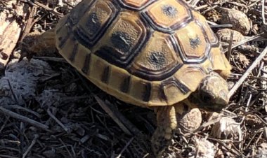 La Comunidad ampliará el plazo del Plan Conservación de la tortuga mora para impulsar un amplio proceso participativo