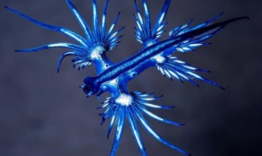 Ayuntamiento de Guardamar del Segura: Se informa que el dragón azul (Glaucus atlanticus) tuvo presencia en nuestras playas entre los días 20 y 23 de agosto.