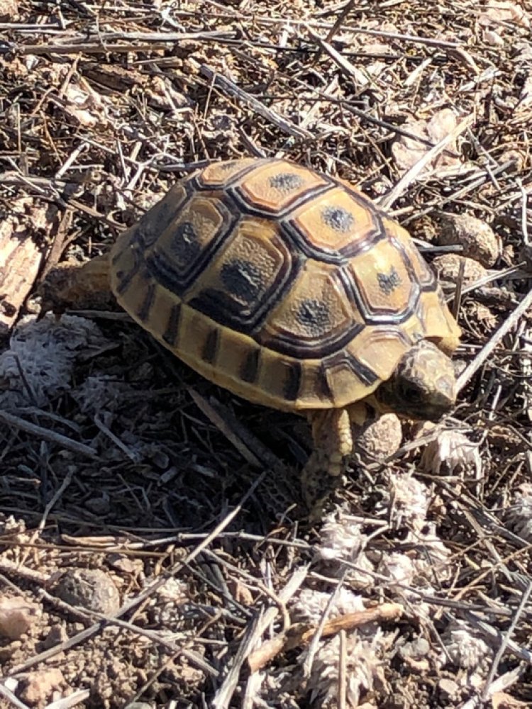 La Comunidad ampliará el plazo del Plan Conservación de la tortuga mora para impulsar un amplio proceso participativo