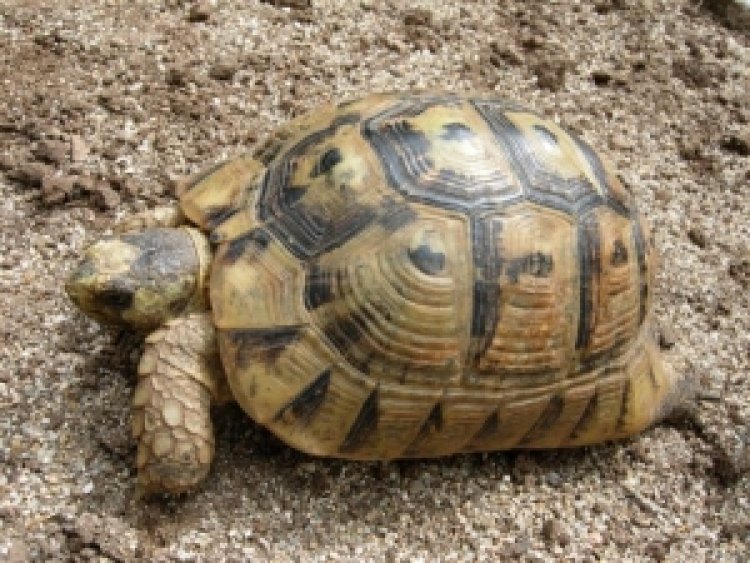 El Ayuntamiento de Mazarrón presenta alegaciones contra el Plan de Conservación de la Tortuga Mora, protegiendo los intereses de vecinos y agricultores