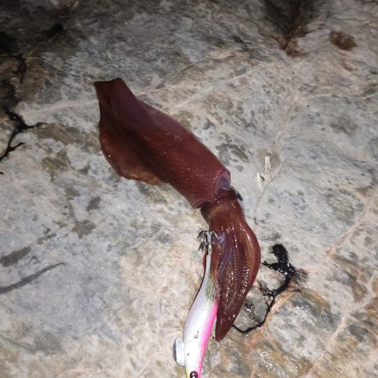 Andrés Pérez Andreu se impone en el segundo social de Eging del Club de Pesca Puerto de Mazarrón