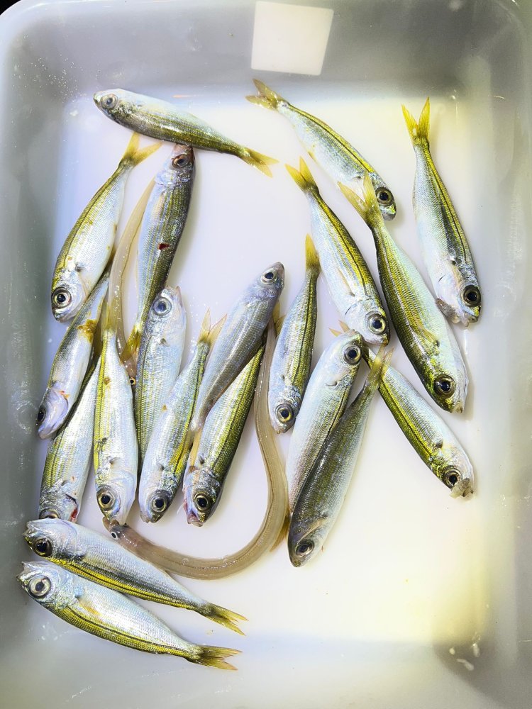 PAKICO MATEO, CAMPEÓN DE LA TEMPORADA 2025 DEL CLUB DE PESCA PUERTO DE MAZARRÓN