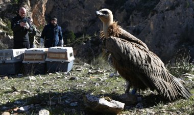 La Región registra el mayor número de parejas de buitre leonado de su historia y casi cuadriplica la población en la última década