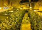 La Guardia Civil desmantela en Mazarrón un grupo delictivo que cultivaba y distribuía grandes cantidades de marihuana