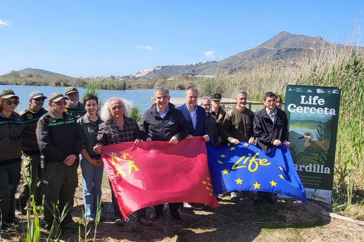 La Región de Murcia alcanza el centenar de cercetas pardillas liberadas dentro del proyecto LIFE de recuperación de la especie