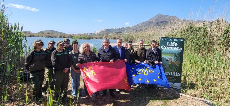 La Región de Murcia alcanza el centenar de cercetas pardillas liberadas dentro del proyecto LIFE de recuperación de la especie