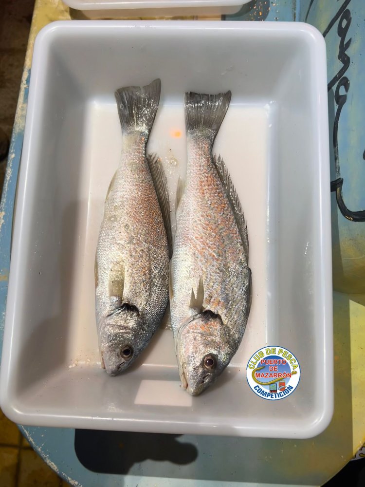 Club de Pesca Puerto de Mazarrón