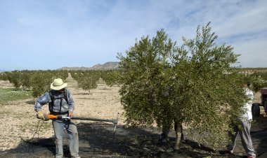 El Gobierno regional amplía hasta el 15 de mayo el plazo para presentar la Solicitud Única de la PAC