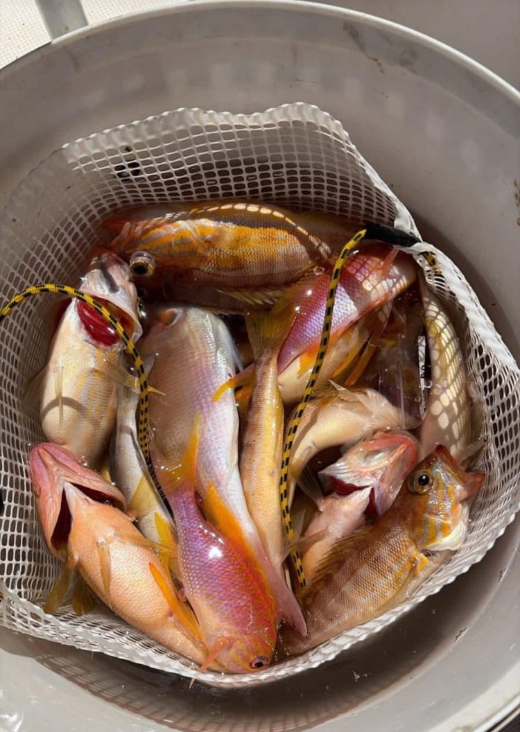 Este domingo, día 19 de abril, se ha celebrado en aguas de nuestra bahía otra prueba del calendario social del Club de Pesca Playas de Percheles.