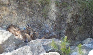 El nacimiento de 4 cachorros de lince ibérico confirma a las Tierras Altas de Lorca como un enclave idóneo para la pervivencia de la especie