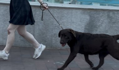 XIV Concurso Canino Nacional de Mazarrón en el paseo del Puerto de Mazarrón