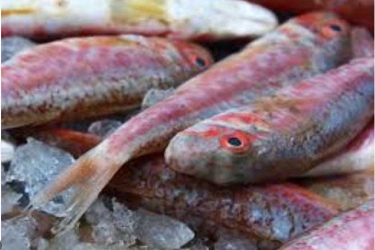 ¿Buscas Restaurantes en el Puerto de Mazarrón? Te facilitamos una guia de algunos de ellos,  donde puedes disfrutar de diferentes tipos de comida.