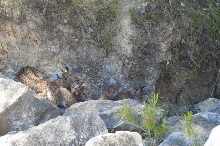 El nacimiento de 4 cachorros de lince ibérico confirma a las Tierras Altas de Lorca como un enclave idóneo para la pervivencia de la especie