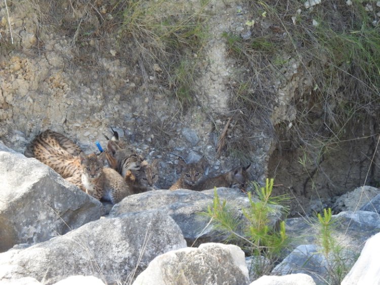El nacimiento de 4 cachorros de lince ibérico confirma a las Tierras Altas de Lorca como un enclave idóneo para la pervivencia de la especie