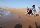Casi 300 tortugas bobas han sido liberadas en la costa de la Región de Murcia desde 2019