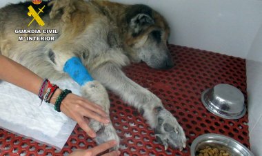 La Guardia Civil investiga en Mazarrón al propietario de unos perros por maltrato animal