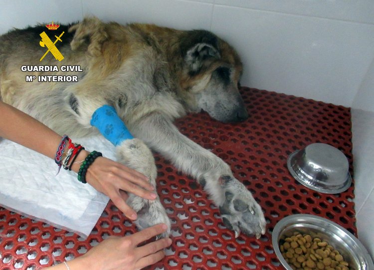 La Guardia Civil investiga en Mazarrón al propietario de unos perros por maltrato animal