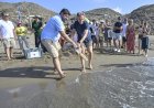 Devuelven al mar dos Tortugas bobas, de 28 y 1,8 kilos de peso, tras pasar por el Centro de Recuperación de Fauna Silvestre El Valle,  localizadas heridas en la playa de Bolnuevo y en las aguas de la bahía de Mazarrón