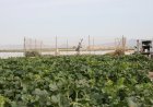 Los datos que ayudan al campo de Mazarrón a ahorrar agua