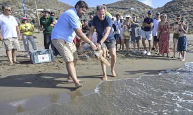 Devuelven al mar dos Tortugas bobas, de 28 y 1,8 kilos de peso, tras pasar por el Centro de Recuperación de Fauna Silvestre El Valle,  localizadas heridas en la playa de Bolnuevo y en las aguas de la bahía de Mazarrón