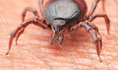 Alerta por el aumento de garrapatas: especial atención en las zonas rurales de Mazarrón