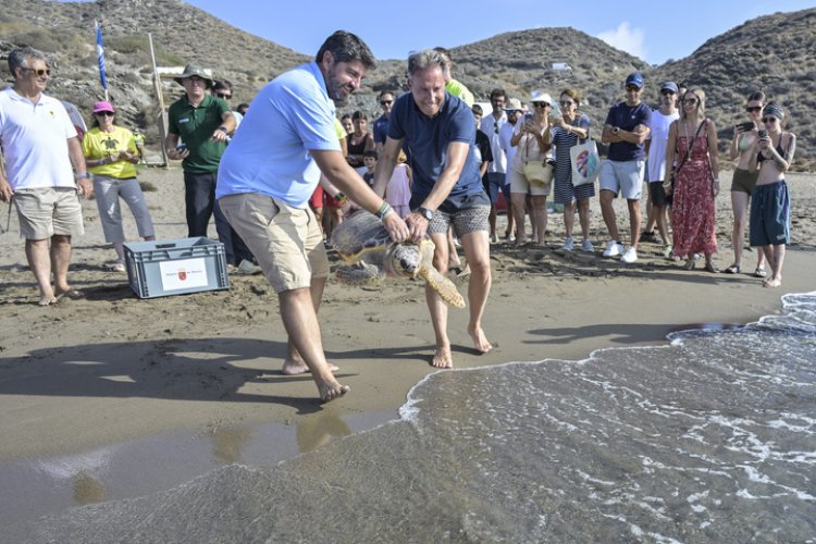 Devuelven al mar dos Tortugas bobas, de 28 y 1,8 kilos de peso, tras pasar por el Centro de Recuperación de Fauna Silvestre El Valle,  localizadas heridas en la playa de Bolnuevo y en las aguas de la bahía de Mazarrón