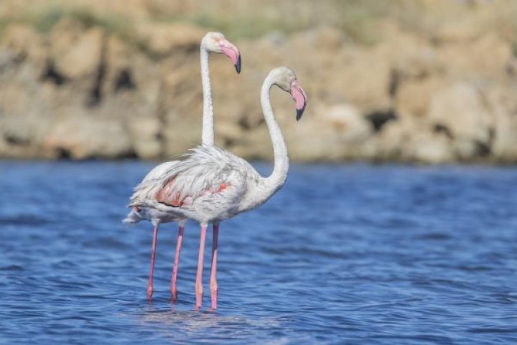 Flamencos en Bolnuevo: la sorprendente visita de unas aves que encuentran en Mazarrón un refugio natural
