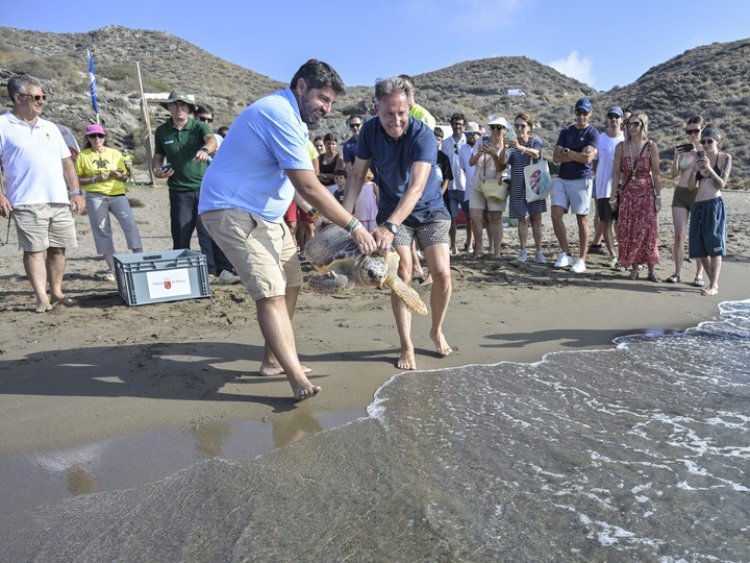 Devuelven al mar dos Tortugas bobas, de 28 y 1,8 kilos de peso, tras pasar por el Centro de Recuperación de Fauna Silvestre El Valle,  localizadas heridas en la playa de Bolnuevo y en las aguas de la bahía de Mazarrón