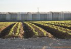 Los agricultores de Mazarrón podrán optar a las nuevas ayudas de 12 millones para el campo murciano