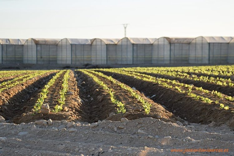 Los agricultores de Mazarrón podrán optar a las nuevas ayudas de 12 millones para el campo murciano