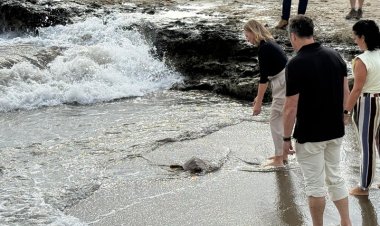 La Región alcanza con 11 ejemplares en 2026 su récord de tortugas bobas liberadas tras pasar por el Centro de Recuperación de Fauna Silvestre